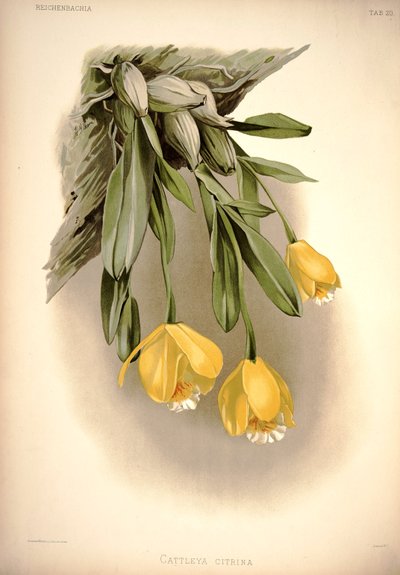 Prosthechea citrina（as：Cattleya citrina） 作： London H. Sotheran and Co.